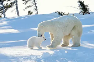 Hibernation: Polar Bear