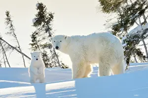 Hibernation: Polar Bear