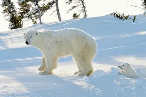 Hibernation: Polar Bear