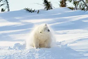 Hibernation: Polar Bear