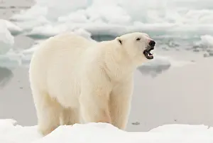 Growling: Polar Bear