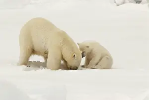 Digging: Polar Bear