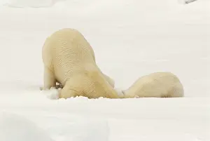 Digging: Polar Bear