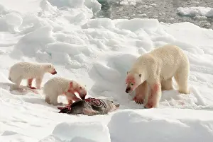 Motherhood: Polar Bear