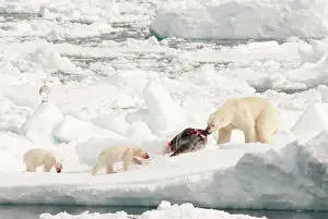 Dragging: Polar Bear