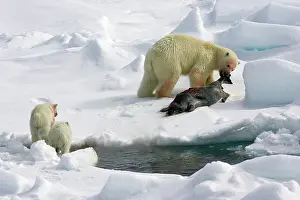 Bringing: Polar Bear