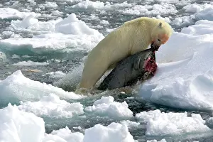 Bringing: Polar Bear