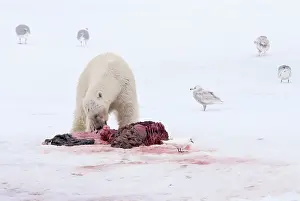 Remains: Polar Bear