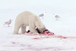 Remains: Polar Bear