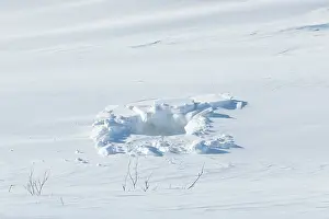 Taiga: Polar Bear