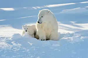 Start: Polar Bear