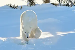 Taiga: Polar Bear