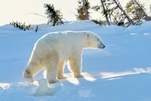Start: Polar Bear