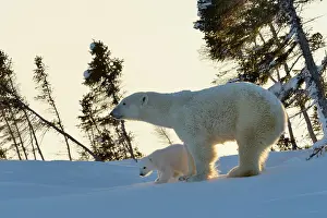 Taiga: Polar Bear