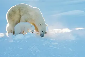 Taiga: Polar Bear