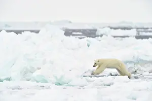 Nothern: Polar Bear