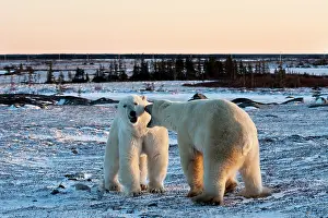 Trouble: Polar Bear