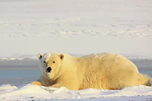 Kaktovik: Polar Bear