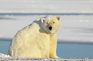Kaktovik: Polar Bear