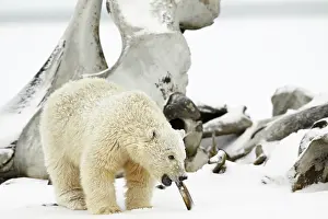 Biting: Polar Bear