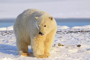 Kaktovik: Polar Bear