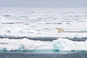 Hunter: Polar Bear