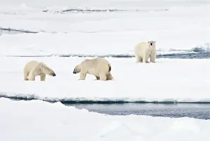 Greeting: Polar Bear
