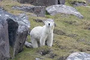 Thalarctos: Polar Bear