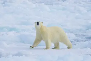 Thalarctos: Polar Bear