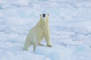 Thalarctos: Polar Bear