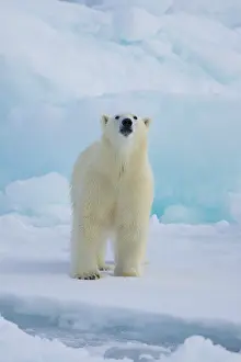 Thalarctos: Polar Bear