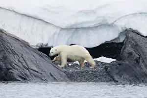 Change: Polar Bear