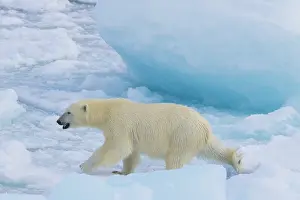 Change: Polar Bear