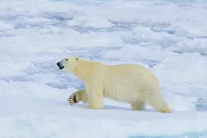 Change: Polar Bear