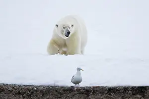 Change: Polar Bear