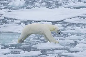 Polarregions: Polar Bear - adult bear jumping - Norway