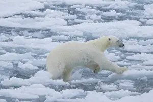 Polarregions: Polar Bear - adult bear jumping - Norway