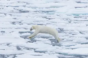 Polarregions: Polar Bear - adult bear jumping - Norway