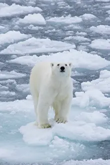Polarregions: Polar Bear - adult bear standing on an icoue floe - Norway