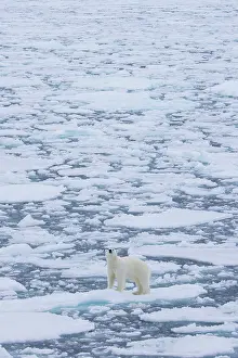 Polarregions: Polar Bear - adult bear standing on an icoue floe - Norway