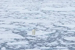 Polarregions: Polar Bear - adult bear standing on an icoue floe - Norway