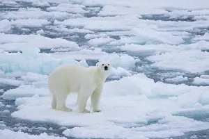 Polarregions: Polar Bear - adult bear standing on an icoue floe - Norway