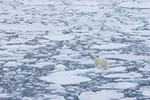 Polarregions: Polar Bear - adult bear standing on an icoue floe - Norway
