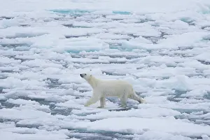 Polarregions: Polar Bear - adult bear standing on an icoue floe - Norway