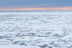 Polarregions: Polar Bear - adult bear standing on an icoue floe - Norway