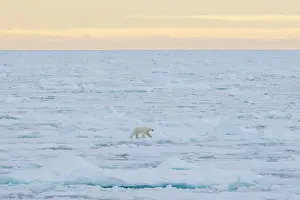 Polarregions: Polar Bear - adult bear standing on an icoue floe - Norway
