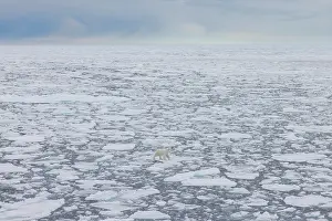 Polarregions: Polar Bear - adult bear standing on an icoue floe - Norway