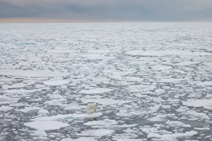 Polarregions: Polar Bear - adult bear standing on an icoue floe - Norway