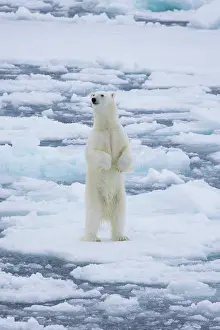 Polarregions: Polar Bear - adult bear standing upright on its