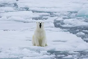 Polarregions: Polar Bear - adult bear yawning - Norway